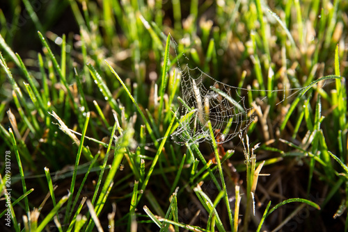 A spider web in the dew is woven early in the morning on the grass