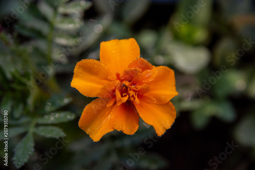 bright marigold flower early in the morning in the dew
