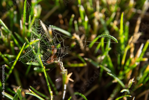 A spider web in the dew is woven early in the morning on the grass