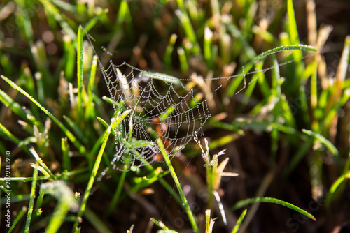 A spider web in the dew is woven early in the morning on the grass
