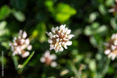 White clover is considered beneficial for supporting bees and other pollinators, and also improves soil quality.