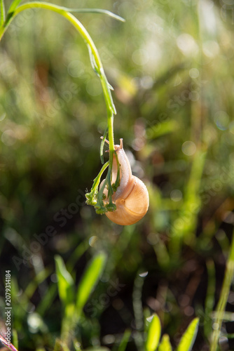 snail on a blade of grass in the summer morning