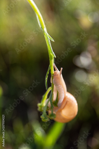 snail on a blade of grass in the summer morning