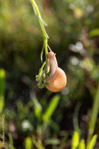 snail on a blade of grass in the summer morning