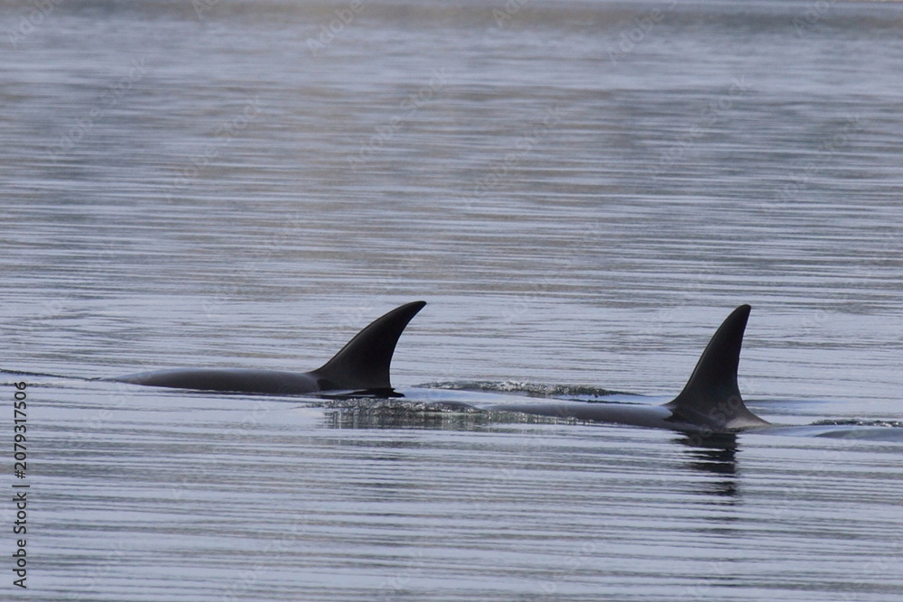 Naklejka premium Schwertwal - Orca / Killer whale / Orcinus orca