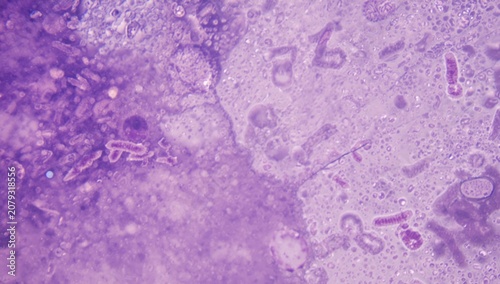 Microscopic view of purple ...
