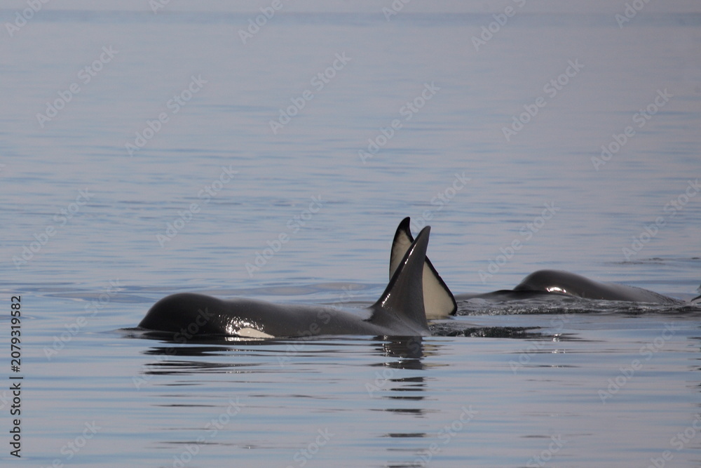 Obraz premium Schwertwal - Orca / Killer whale / Orcinus orca