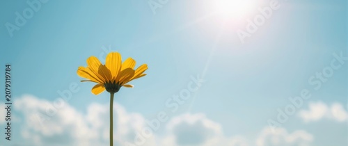 Sunny yellow flower flouris...