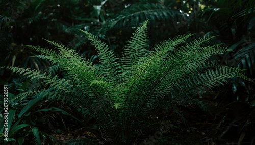 Nephrolepis cordifolia trop...