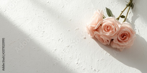 Pink roses on a white textu...