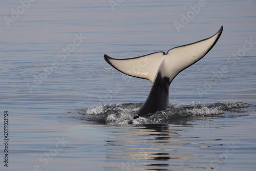 Schwertwal - Orca / Killer whale / Orcinus orca