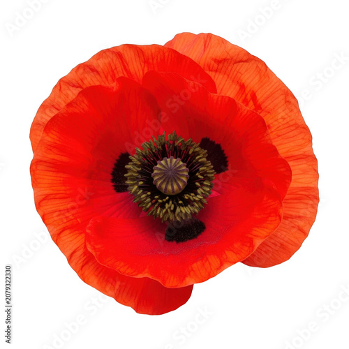 Vibrant red poppy flower with a dark central stamen and delicate petals, captured in a detailed macro view isolated on a transparent background