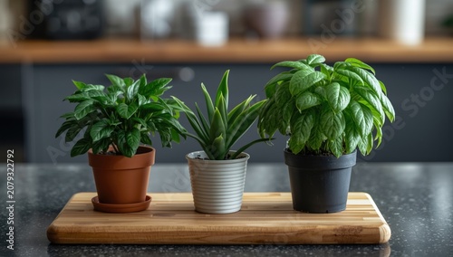 Three potted indoor plants ...