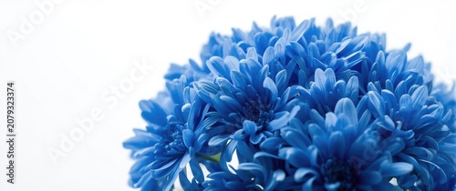 Blue chrysanthemums arrange...