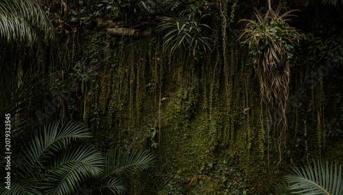 Lush green wall covered wit...