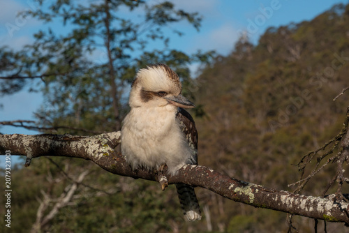 A Kookaburra Perched on a Tree Branch in Bright Sunlight in Tasmania, Australia