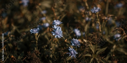 Selective focus on blue cor...