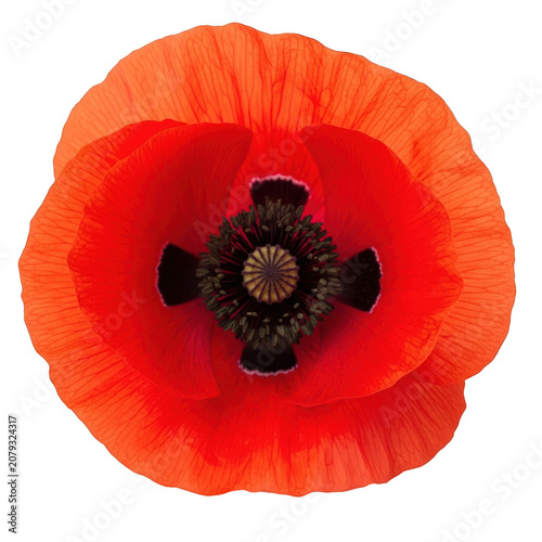 Vibrant red poppy flower with detailed dark center and delicate petals isolated on a transparent background