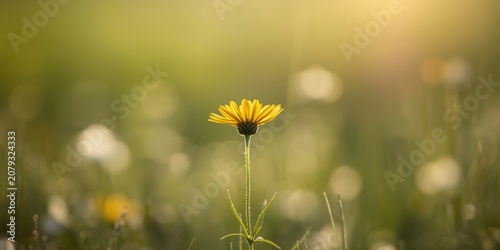 Yellow flower standing alon...