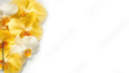 Yellow and white orchids ar...