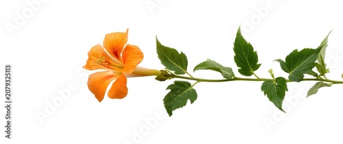 Orange hibiscus flower with...