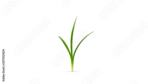 Single green grass sprout a...