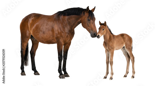 Fotografie Horse mare and young foal nuzzling nose to nose with glossy bay coats captured a