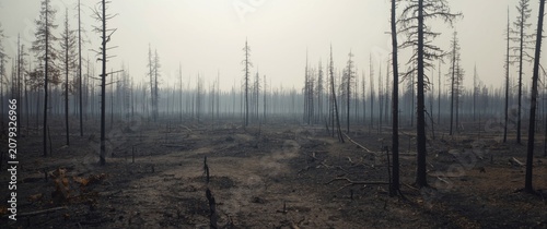 Burnt forest landscape afte...