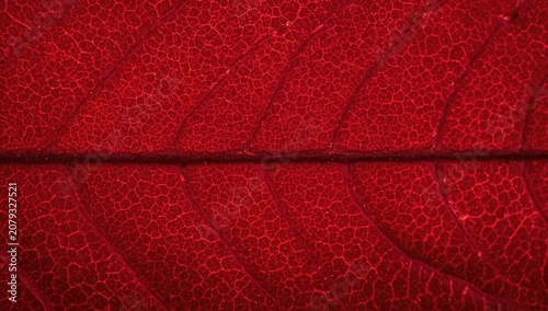 red tinted leaf macro image...