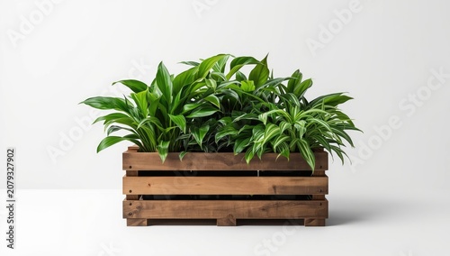 Potted green plants in a wo...