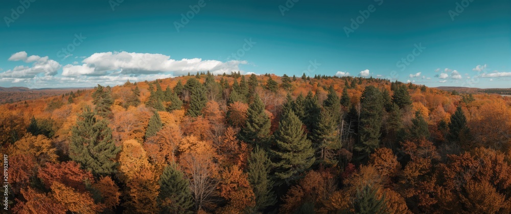 Naklejka premium Overhead shot of a rich autumn forest full of colorful deciduous and evergreen trees displaying fall hues