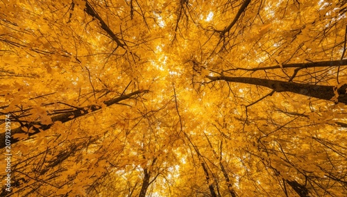 Autumn foliage overhead wit...
