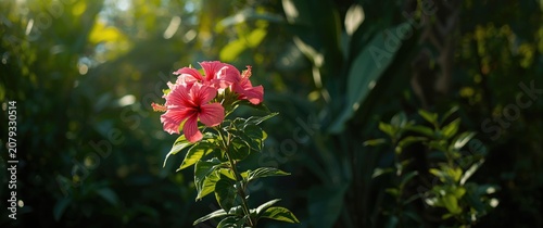 Pink hibiscus blossoms flou...