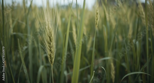 Rhizomatous Smooth Brome Gr...