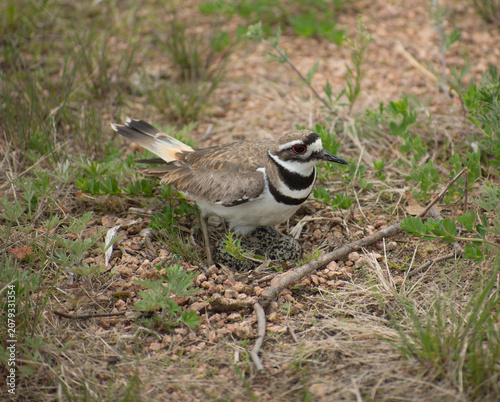 Nesting killdeer on eggs with a gravel nest