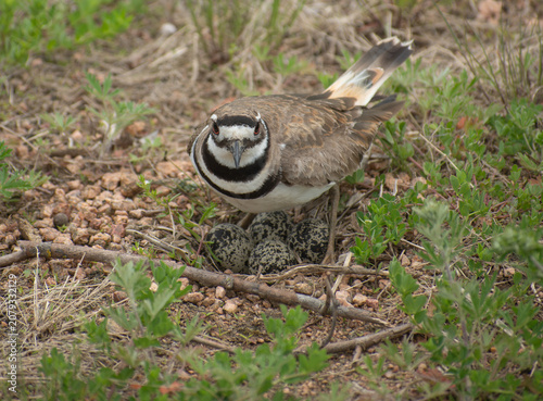 Nesting killdeer protecting camouflaged eggs