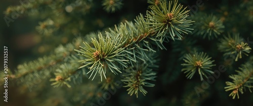 Pine tree branches with fre...