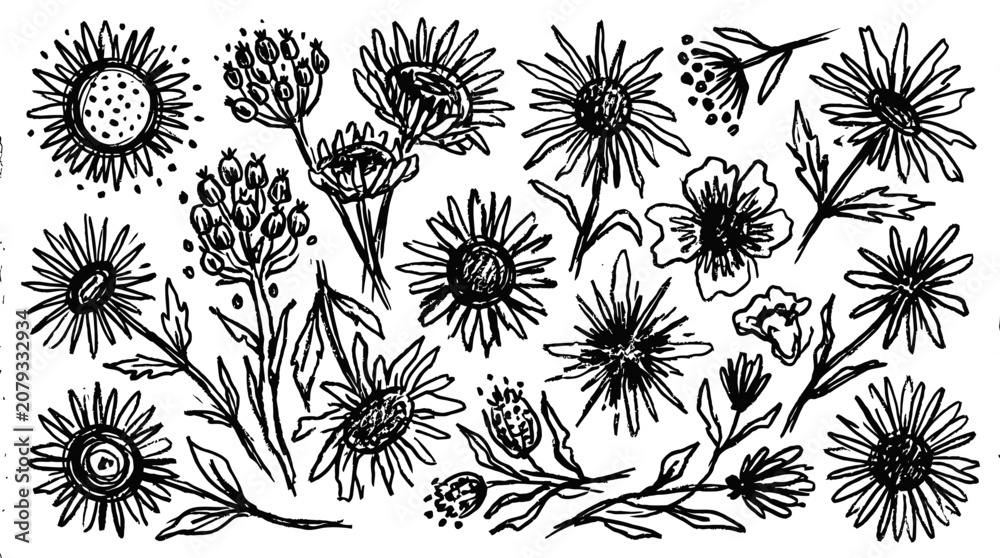 Fototapeta premium Grunge charcoal spring flower collection with summer chalk flowers