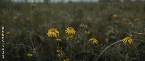 Yellow wildflowers growing ...