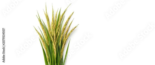 Paddy rice ears featuring a...