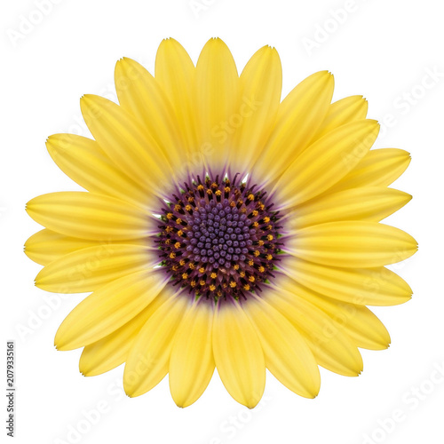 Vibrant yellow osteospermum daisy flower with a deep purple center isolated on a transparent background