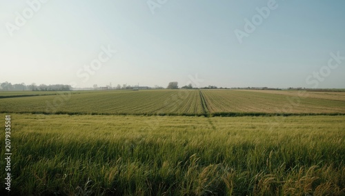 Green rice field under a cl...