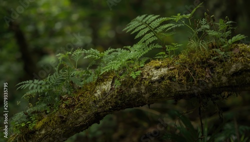 Fern plants growing on a mo...