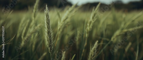 Green grass blades swaying ...