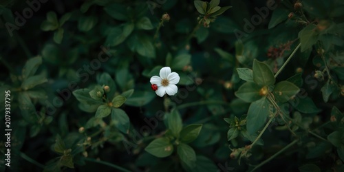 Nature's beauty captured wi...