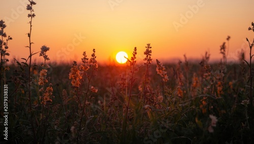 Sunset over a field of wild...