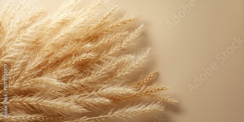 Dried pampas grass against ...