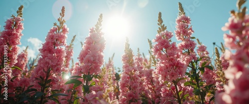 Pink flowers blooming under...