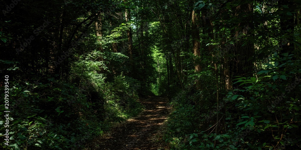 Fototapeta premium Narrow dirt path through a dense forest canopy