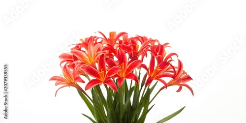 Bright red flowers arranged...